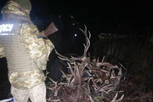 В Чернобыльской зоне задержали мужчин, которые собирали рога диких животных.