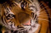 У покалеченного в Оренбуржье тигренка Гектора появилась новая клетка.