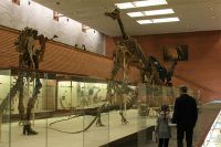 Палеонтологический музей в Москве.