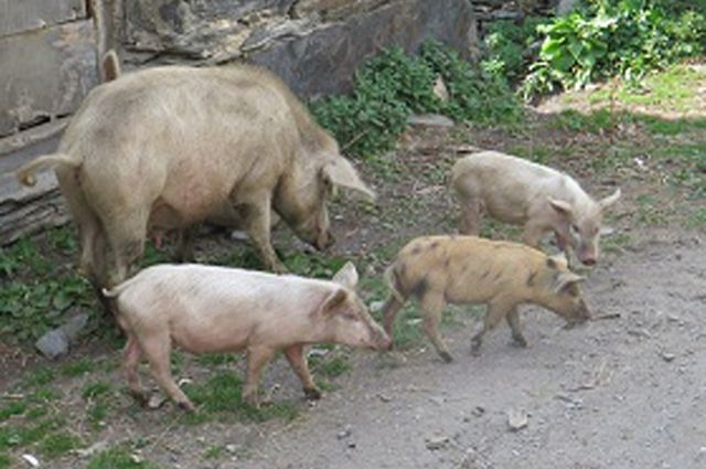 Суд запретил фермеру держать свиней за их бесконтрольный выпас