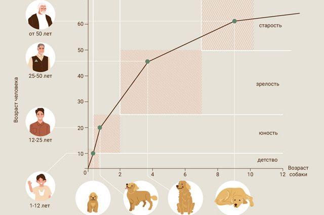 Сравнение возраста собаки и человека. Инфографика | Природа | Общество |  Аргументы и Факты