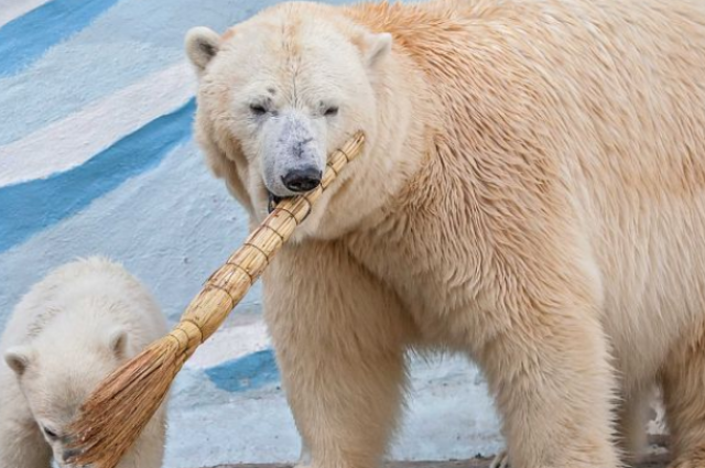 Аномальные морозы в Новосибирске приносят радость белым медведям