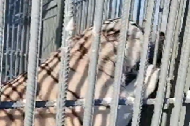 В зоопарке Барнаула публично покормили белую тигрицу Фифу и рыжего Мартина