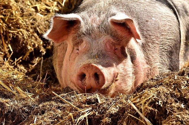 В Курской области всего выявили семь мест с африканской чумой свиней