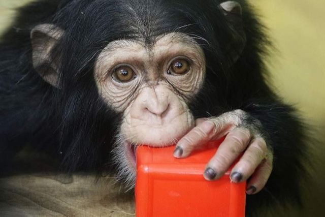 В зоопарке Новосибирска пройдут показательные кормления шимпанзе и мандрила