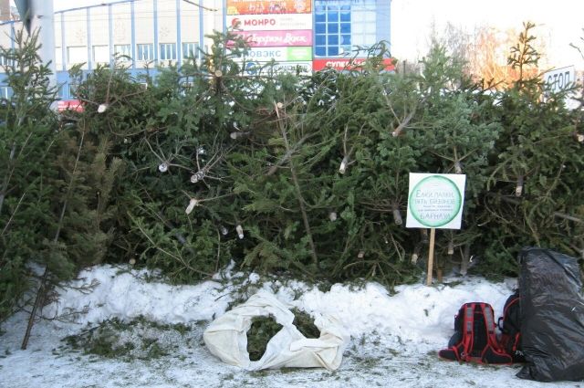 Вторая жизнь. Куда можно сдать елку после праздников в Барнауле
