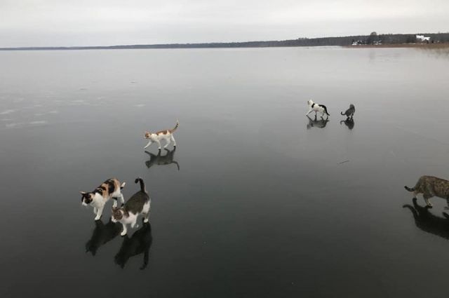 Животные Озера Фото