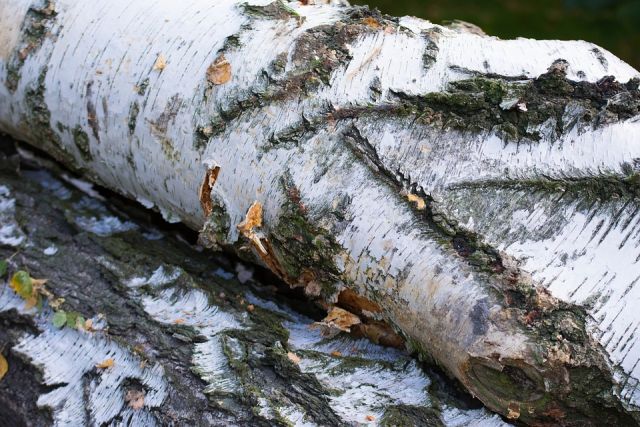 Под застройку детсада в Челябинске вырубили сотни деревьев