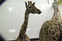Оказывается, длина языка у жирафа составляет около 40 см.