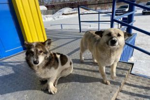 Маленьким орчанам псы не дают пройти в образовательные учреждения.