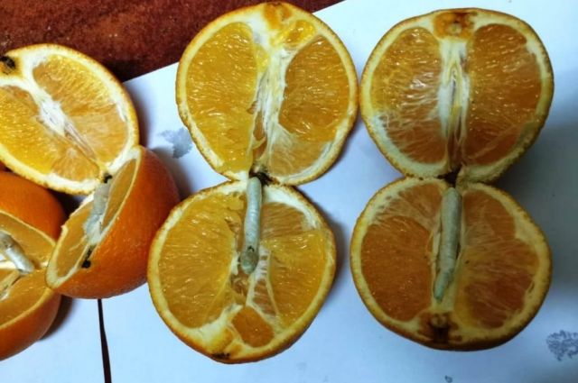 Наркотик в апельсинах скачать презентацию скажи наркотикам нет