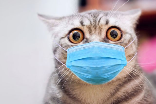 Кошачий грипп