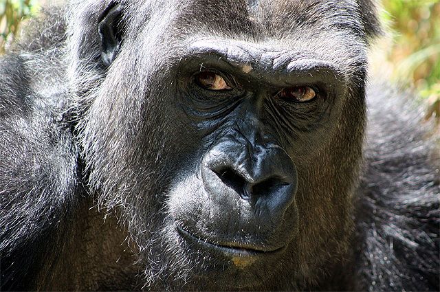 В Ленинградском зоопарке рассказали, как защищают приматов от COVID