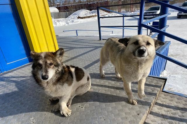 Мэрия потратит 2 млн рублей на отлов бродячих собак в Саратове