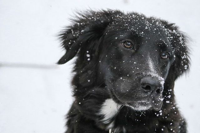 В мэрии рассказали, куда жаловаться на бездомных собак в Челябинске