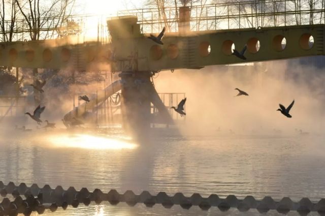 Дикие утки «пригрелись» на очистных сооружениях в Петербурге