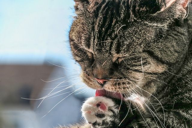 В Петербурге ученые обследовали заболевшего коронавирусом кота