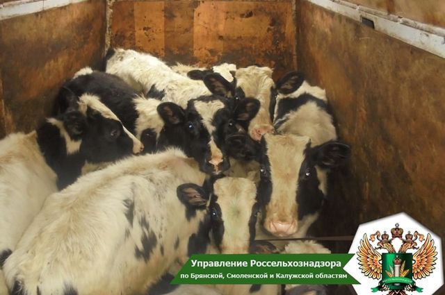 В Брянскую область не пустили белорусских коров
