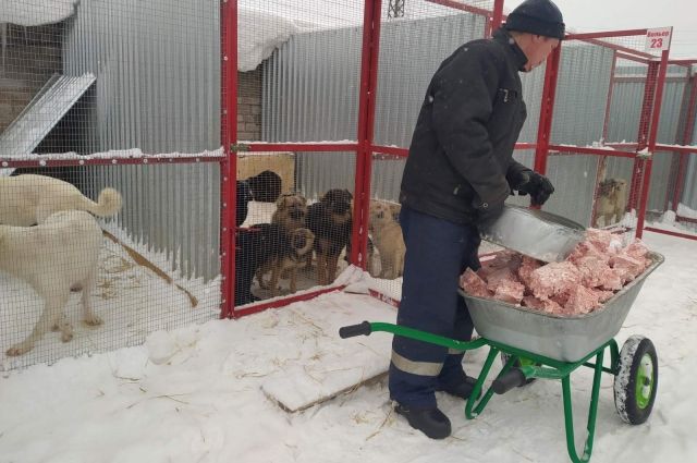 В Самаре приют для бездомных животных работает по новым требованиям закона