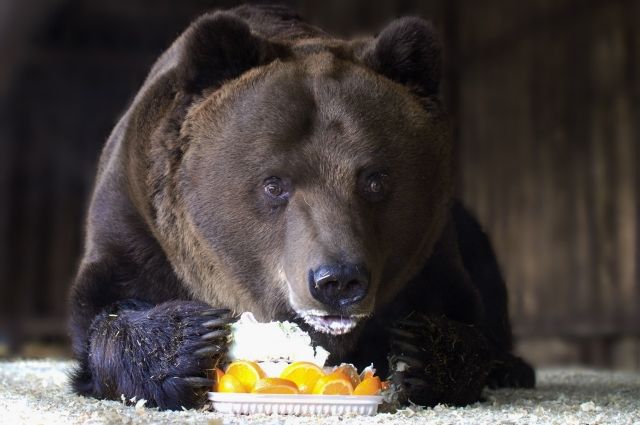Проживающему в Самарском зоопарке медведю Умке исполняется 23 года