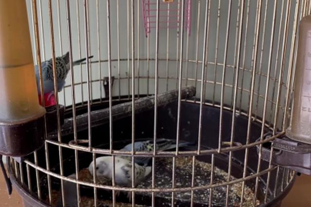 Грабитель в Приморье напал на зоомагазин и украл клетку с попугаями