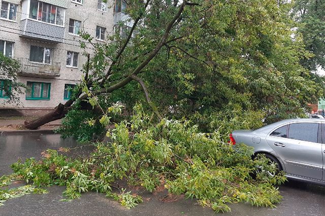 В Сочи два упавших дерева повредили кровлю дома и припаркованные автомобили