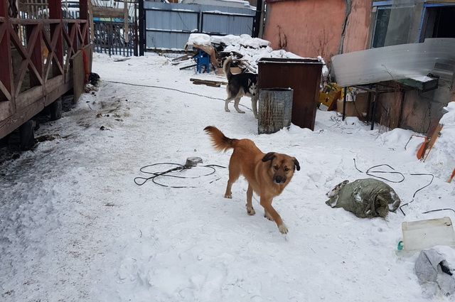Власти Камчатки обеспокоены ситуацией в собачьем приюте в Елизове