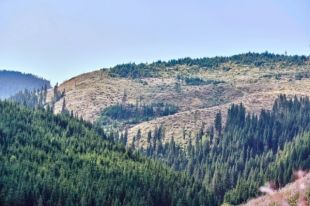 В 2020 году окружающей среде нанесли убытков на два млрд гривен