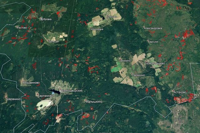 По снимкам из космоса во Владимирской области провели инвентаризацию лесов