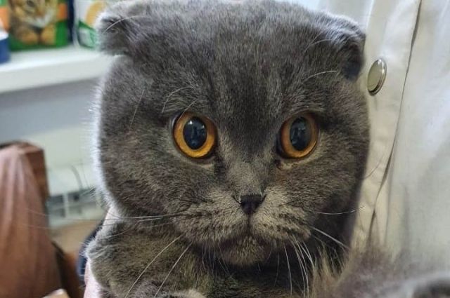 Спасенному на пожаре в Татарстане коту Тишке нашли новую хозяйку и друга
