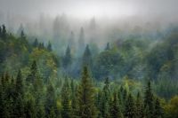 Вырубка леса будет производиться на территории Костенковского лесничества.