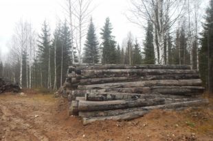 Незаконно вырубили 1388 деревьев.