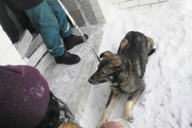 С крыши 24-этажного недостроя в Ульяновске сняли собаку