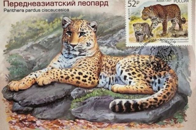 Коллекционная почтовая марка с кавказским барсом появилась в России