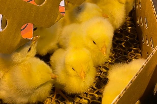 В аэропорту Красноярска проверили 34 тысячи цыплят из Франции