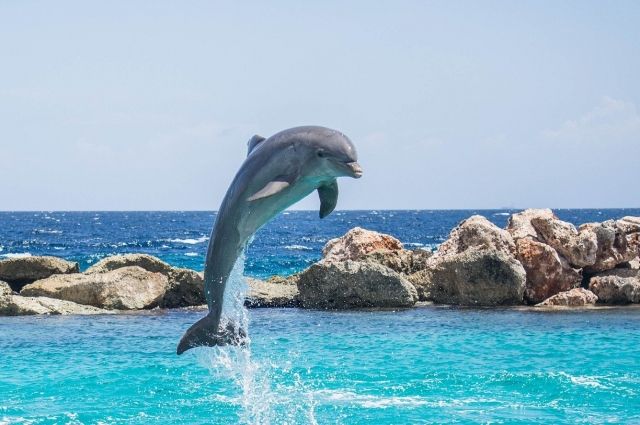 На пляже в Новороссийске обнаружен мертвый дельфин