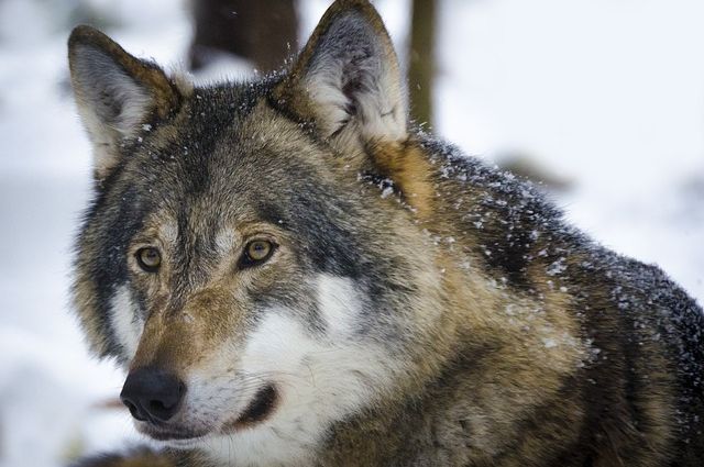 Видео погони за волком в Белокурихе оказалось фейком