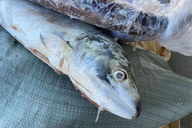 В Хабаровске у мужчины изъяли 8,6 тонн контрафактной рыбы