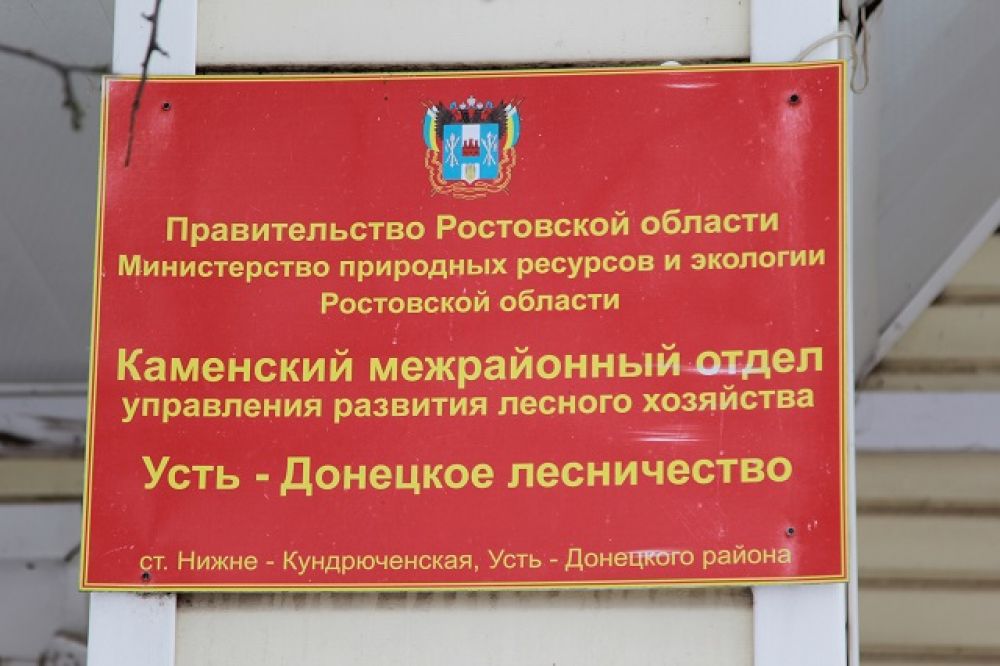 Хвойные леса Усть-Донецком районе находятся под охраной государства.