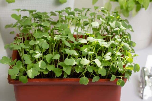 Огород на подоконнике: как выращивать зелень и овощи дома | Другая техника | Блог | Клуб DNS