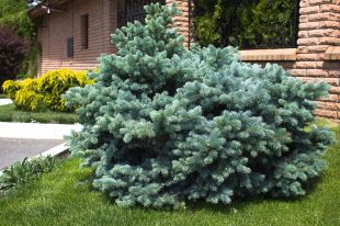 Ель колючая Glauca Globosa.