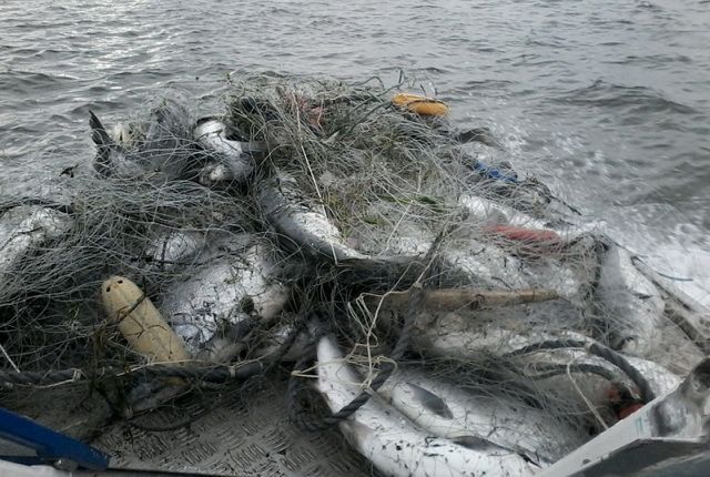 Камчатские рыбаки заплатят миллион за браконьерство