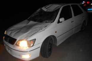 Лоси и косули погибли под колесами автомобилей