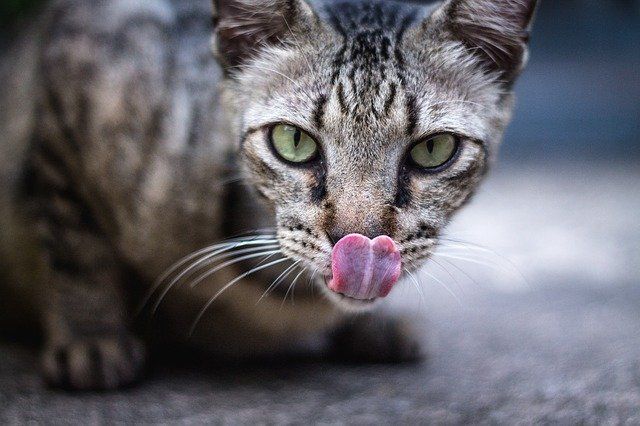 В одном крымском поселке обнаружена заболевшая бешенством кошка