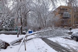 «Повалило 500 деревьев за ночь»: в Одессе второй день бушует непогода