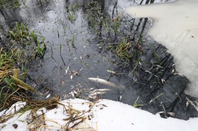 В Липецкой области в реку Усмань сбросили неочищенные сточные воды