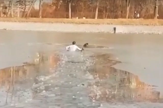 Прохожий спас провалившуюся под лёд собаку во Владикавказе