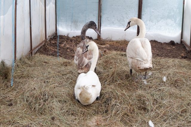 Операция «Лебедь»: Неделю псковичи спасали замерзающих птиц на рек