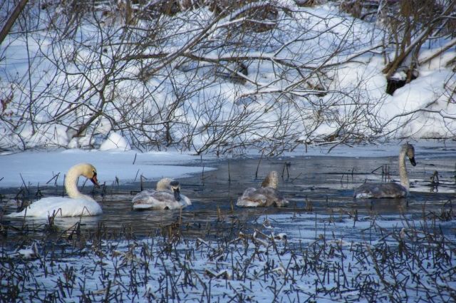 В МЧС рассказали, в каких случаях зимой нужно спасать лебедей