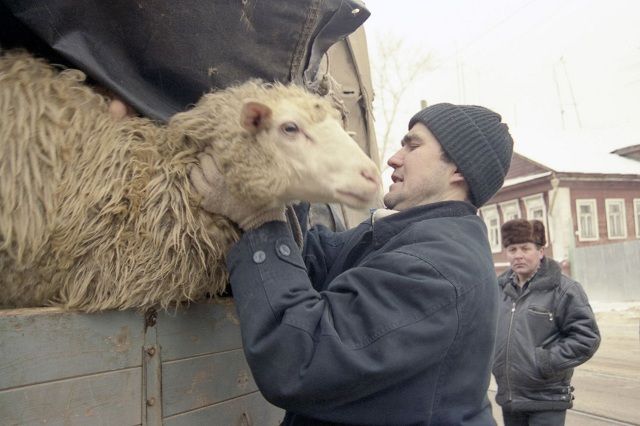Подношения в виде овец - на Кавказе дело обычное.